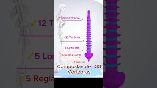 QUAIS SÃO AS DIVISÕES DA COLUNA VERTEBRAL [upl. by Alix51]