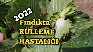 2022 Fındıkta KÜLLEME HASTALIĞI Görülmeye Başladı  Nasıl Mücadele Edeceğiz [upl. by Asyram]