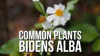 Common Plants Bidens Alba Spanish Needles [upl. by Carnahan887]