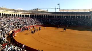 Único en el mundo Paseíllo en la Real Maestranza Plaza de toros de Sevilla [upl. by Aubine]