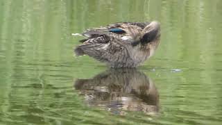 Green winged Teal [upl. by Yokoyama]