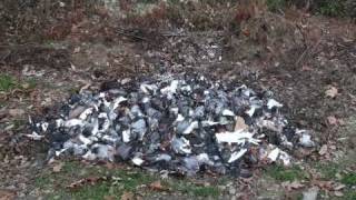 Pennsylvania Pigeon Shoot Dead Pile Some Still Alive [upl. by Ariamoy]