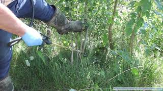 Cut Stump amp Basal Bark Applications with Garlon RTU Herbicide [upl. by Niabi961]