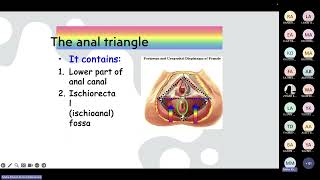 Perineum Prof Maha [upl. by Derward]