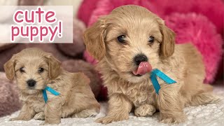 Maltipoo Puppy Cutest Moments  Dog Puppy Compilation [upl. by Eeloj732]