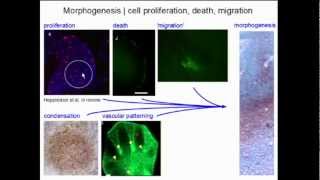 Macroevolution Research [upl. by Parke]