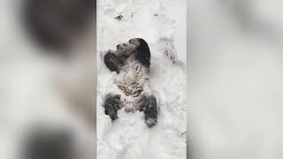 Schattig panda speelt in sneeuw [upl. by Netti]