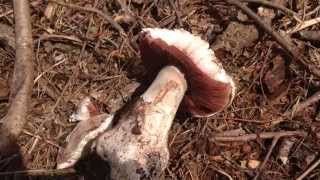 Agaricus bitorquis Huge mushroom The Pavement Mushroom edible mushrooms Wild Food [upl. by Sweyn]