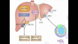 SRB1targeted nanodelivery of anticancer agents – Video abstract 131038 [upl. by Tammara]