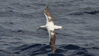 Dynamic Soaring How the Wandering Albatross Can Fly for Free [upl. by Quinton]