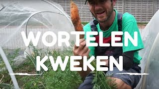 Wortelen kweken van zaaien tot oogsten [upl. by Annohsat]