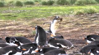 Gentoo Penguin Builds Its Nest [upl. by Godric317]