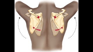 Proper scapular movement during humeral flexion and abduction [upl. by Anawad]