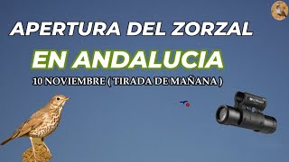 PRIMER DIA DE ZORZAL  TORDOS EN ANDALUCIA  MUCHOS FALLOS PERO LO PASO GENIAL [upl. by Avehs]