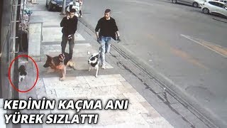 Köpeğin kediye saldırısı kameraya böyle yansıdı [upl. by Abehs]