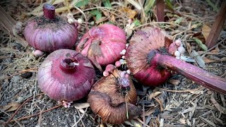 Overwintering Gladiola Bulbs [upl. by Farrell]