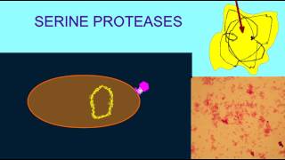 DIGESTIVE ENZMES TRYPSIN IS A SERINE PROTEASE [upl. by Daegal302]