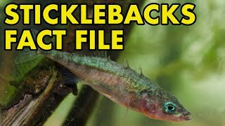 Stickleback Fact File British Wildlife Facts [upl. by Lelia]