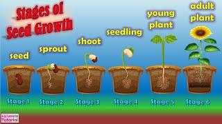 3D animated What is Germination of Seed  Plant Science for Kids  Educational Videos  germination [upl. by Reinhardt]