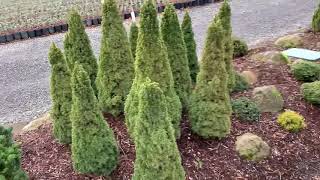 Picea glauca Jeans Dilly Dwarf Alberta Spruce January 31 2020 [upl. by Nevile551]