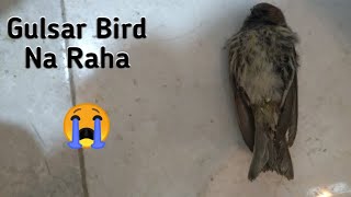 My One Year Old Singing Gulsar Bird Is No More 😭Gulsar Bird Is DieJibran Fancy Birds [upl. by Whiteley]