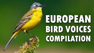 Nature sounds – European birds singing [upl. by Raeann753]