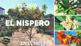 Cultivo del nispero en el huerto [upl. by Doolittle]