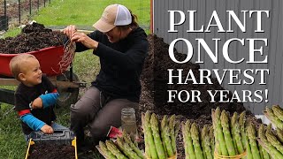 Plant Asparagus Today How To Plant and Care For Asparagus [upl. by Asset95]