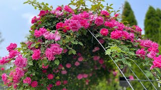 Zephirine Drouhin 2023  Climbing Rose  Thorn less Heirloom Rosescom Backyard Garden Highlights [upl. by Nonnarb]