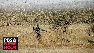 The pandemic threatens the people of East Africa  and now locusts threaten their food [upl. by Rehpotsirhk]