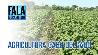 Produção de hortícolas em Metuge condicionada pela falta de sementes melhoradas em Cabo Delgado [upl. by Aurthur]