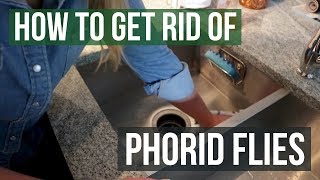 How to Get Rid of Phorid Flies 4 Easy Steps [upl. by Ydissahc38]