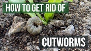 How to Get Rid of Cutworms in Your Lawn 4 Easy Steps [upl. by Isaiah]