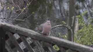 Mourning Dove male Coo Song and White Throated Sparrow Song in the Background unseen [upl. by Caterina]