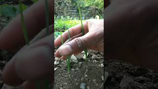 The garlic plants have grown so big nature farming garlic shorts [upl. by Bronwen]