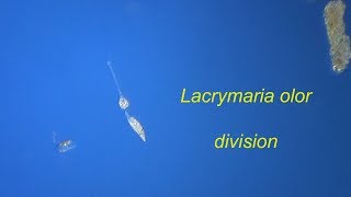 LACRYMARIA OLOR division [upl. by Ellimac248]