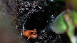 Oophaga Pumilio Almirante Courting [upl. by Arola72]