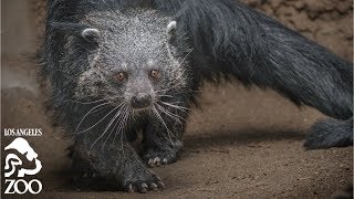 Binturong Debut at the LA Zoo [upl. by Noyart]