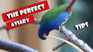 Building The Perfect AVIARY [upl. by Prosperus287]