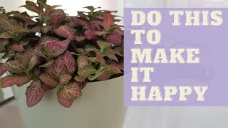 How To Grow NERVE PLANT  How to Care for Fittonia Plant [upl. by Rashida433]