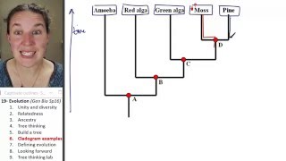 Evolution 6 Cladogram examples [upl. by Marzi755]