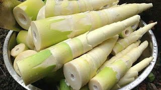 12 Impressive Health Benefits of Bamboo Shoots Labong Tambo  iKnow [upl. by Mulry]