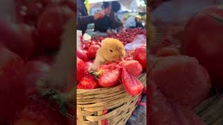 Little rabbit was caught eating tomatoes Cute pet debut plan Rabbit Rural cute pet [upl. by Oeak]