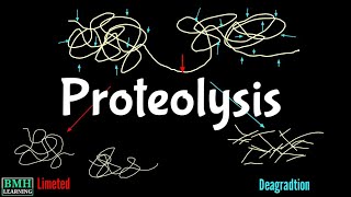 Proteolysis  Proteolytic Degradation  Zymogen Activation  Proteolytic Cleavage [upl. by Salvador]