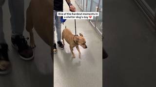 It’s so hard to watch 😔💔 Please read her story in comments dog adoptme sad doglover rescue [upl. by Arvy451]