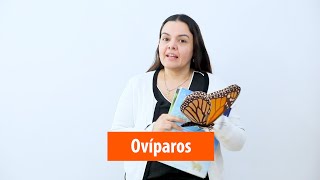 Animales ovíparos vivíparos y ovovivíparos [upl. by Targett213]