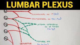 Lumbar Plexus  Lower Limb Anatomy [upl. by Ahsila]