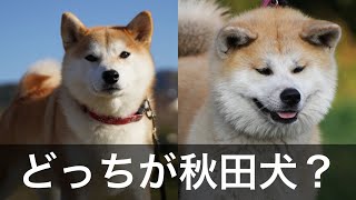 犬種二択クイズ２ [upl. by Hsirehc]