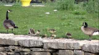 Canadian Geese reunited with a gosling that was left behind [upl. by Elyc]