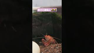 Watch Crayfish Devour Small Crab in Seconds [upl. by Pokorny]